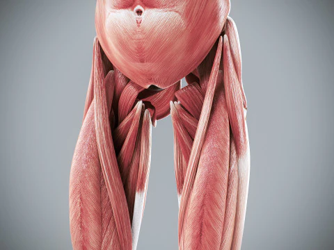 Menselijke vrouwelijke spieranatomie 3D Model