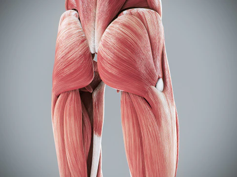 Menselijke vrouwelijke spieranatomie 3D Model