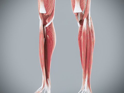 Human Female Muscular Anatomy 3D मॉडल