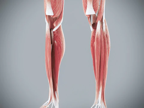 Menselijke vrouwelijke spieranatomie 3D Model