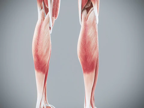 Menselijke vrouwelijke spieranatomie 3D Model