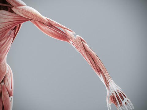 Human Female Muscular Anatomy 3D मॉडल