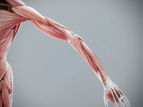 Menselijke vrouwelijke spieranatomie 3D Model