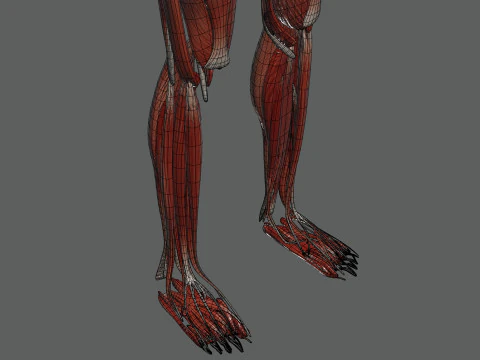 Menselijke vrouwelijke spieranatomie 3D Model