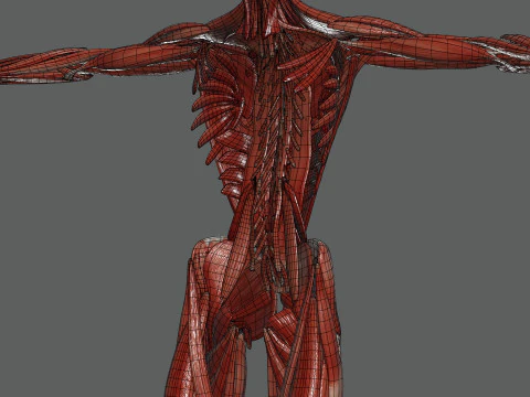 Menselijke vrouwelijke spieranatomie 3D Model