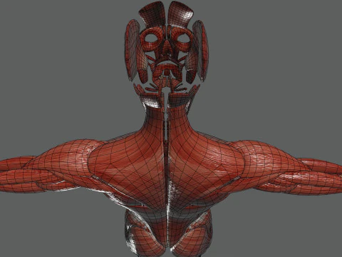 Menselijke vrouwelijke spieranatomie 3D Model