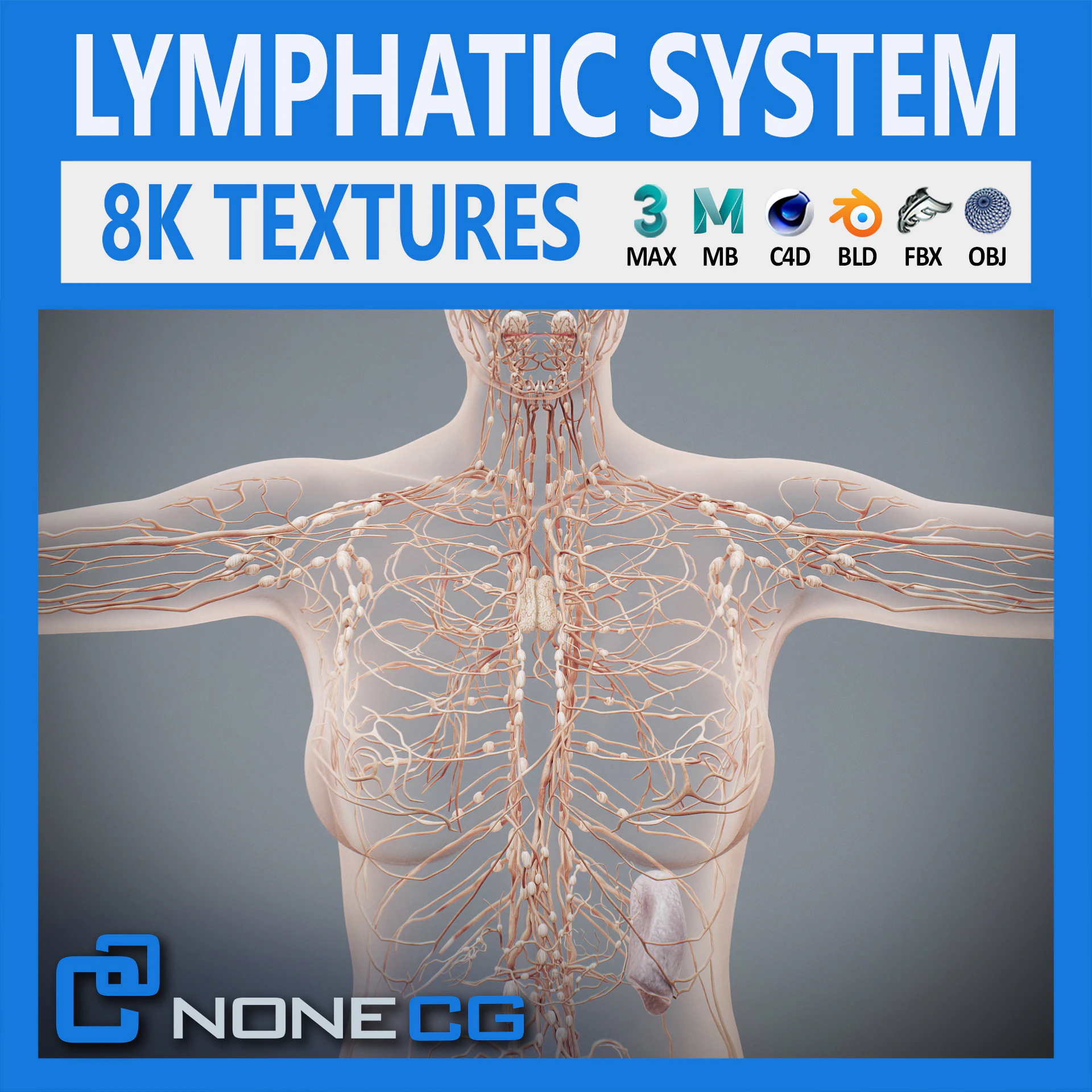 Human Female Lymphatic Anatomy 3D Model .c4d .max .obj .3ds .fbx .stl .blend 
