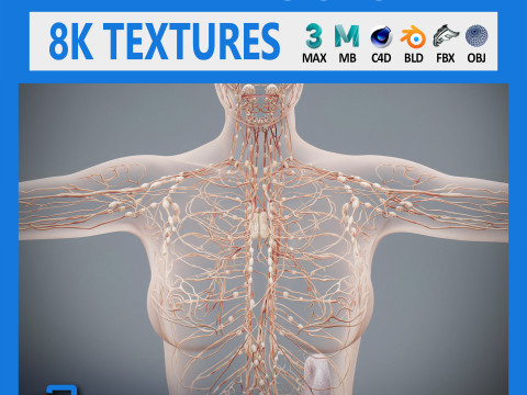 Human Female Lymphatic Anatomy 3D 模型