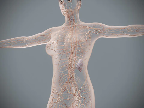 Human Female Lymphatic Anatomy 3D Model