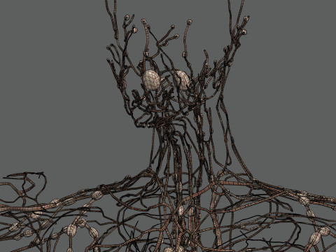 Human Female Lymphatic Anatomy Modello 3D