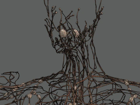 Human Female Lymphatic Anatomy 3D Model