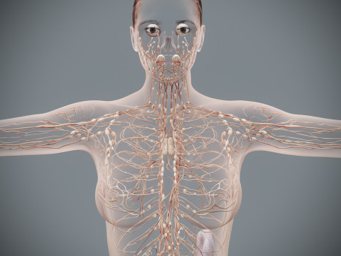 Human Female Lymphatic Anatomy Modello 3D