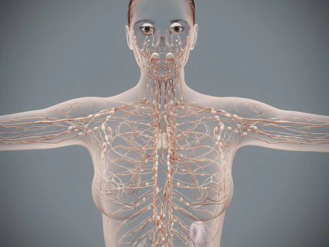 Human Female Lymphatic Anatomy 3D Model