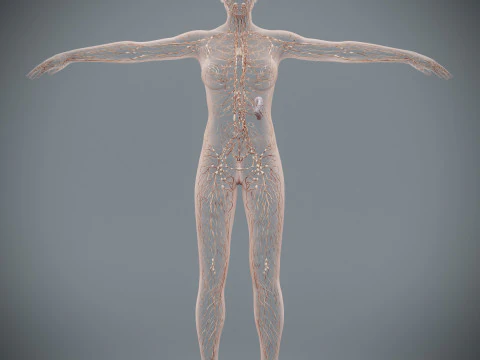Human Female Lymphatic Anatomy 3D Model