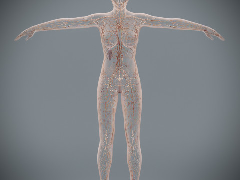 Human Female Lymphatic Anatomy Modello 3D