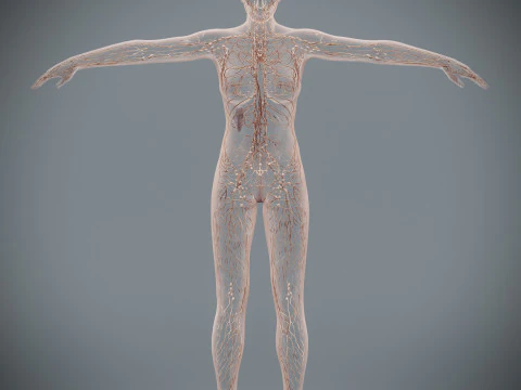 Human Female Lymphatic Anatomy 3D Model