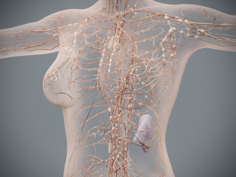 Human Female Lymphatic Anatomy Modello 3D