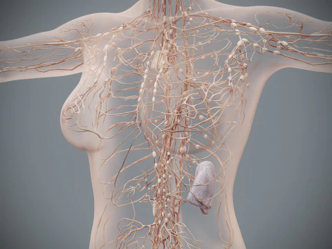 Human Female Lymphatic Anatomy 3D Model