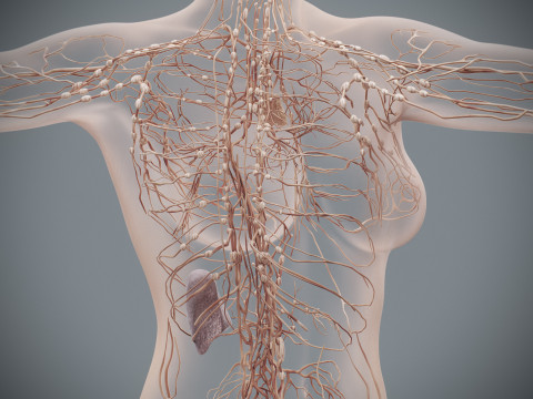 Human Female Lymphatic Anatomy Modello 3D