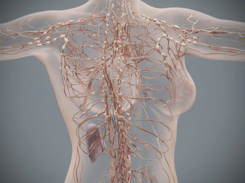 Human Female Lymphatic Anatomy 3D Model