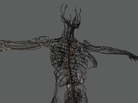 Human Female Lymphatic Anatomy Modello 3D