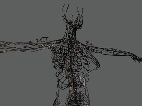 Human Female Lymphatic Anatomy 3D Model
