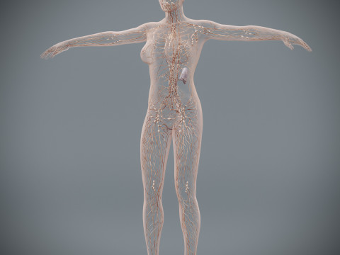 Human Female Lymphatic Anatomy Modello 3D