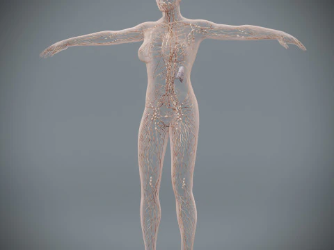 Human Female Lymphatic Anatomy 3D Model
