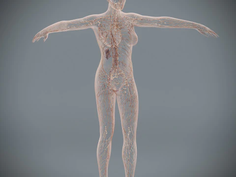 Human Female Lymphatic Anatomy 3D Model