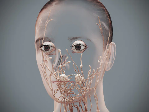 Human Female Lymphatic Anatomy 3D Model