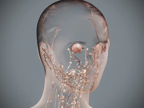 Human Female Lymphatic Anatomy 3D Model
