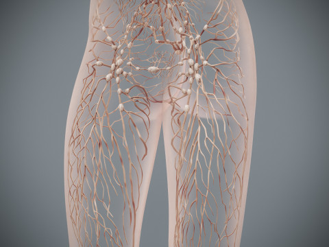 Human Female Lymphatic Anatomy Modello 3D