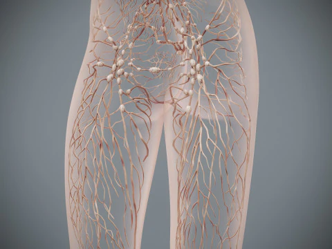 Human Female Lymphatic Anatomy 3D Model
