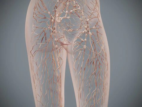 Human Female Lymphatic Anatomy 3D Model