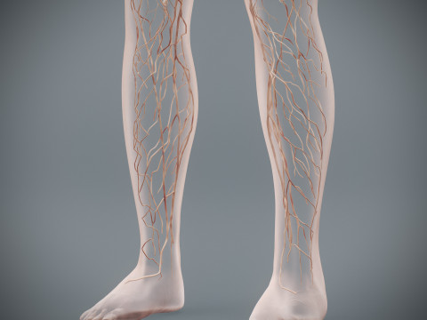 Human Female Lymphatic Anatomy Modello 3D