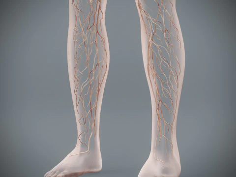 Human Female Lymphatic Anatomy 3D Model