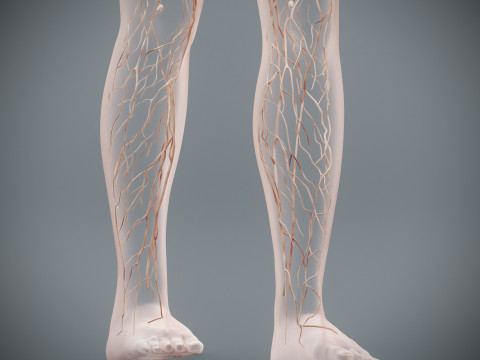 Human Female Lymphatic Anatomy Modello 3D