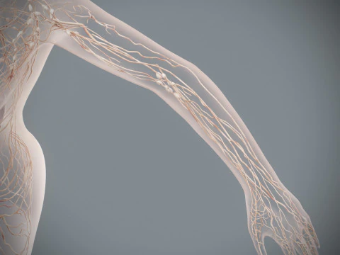Human Female Lymphatic Anatomy 3D Model