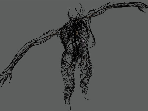Human Female Lymphatic Anatomy Modello 3D