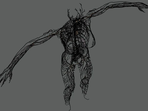 Human Female Lymphatic Anatomy 3D Model