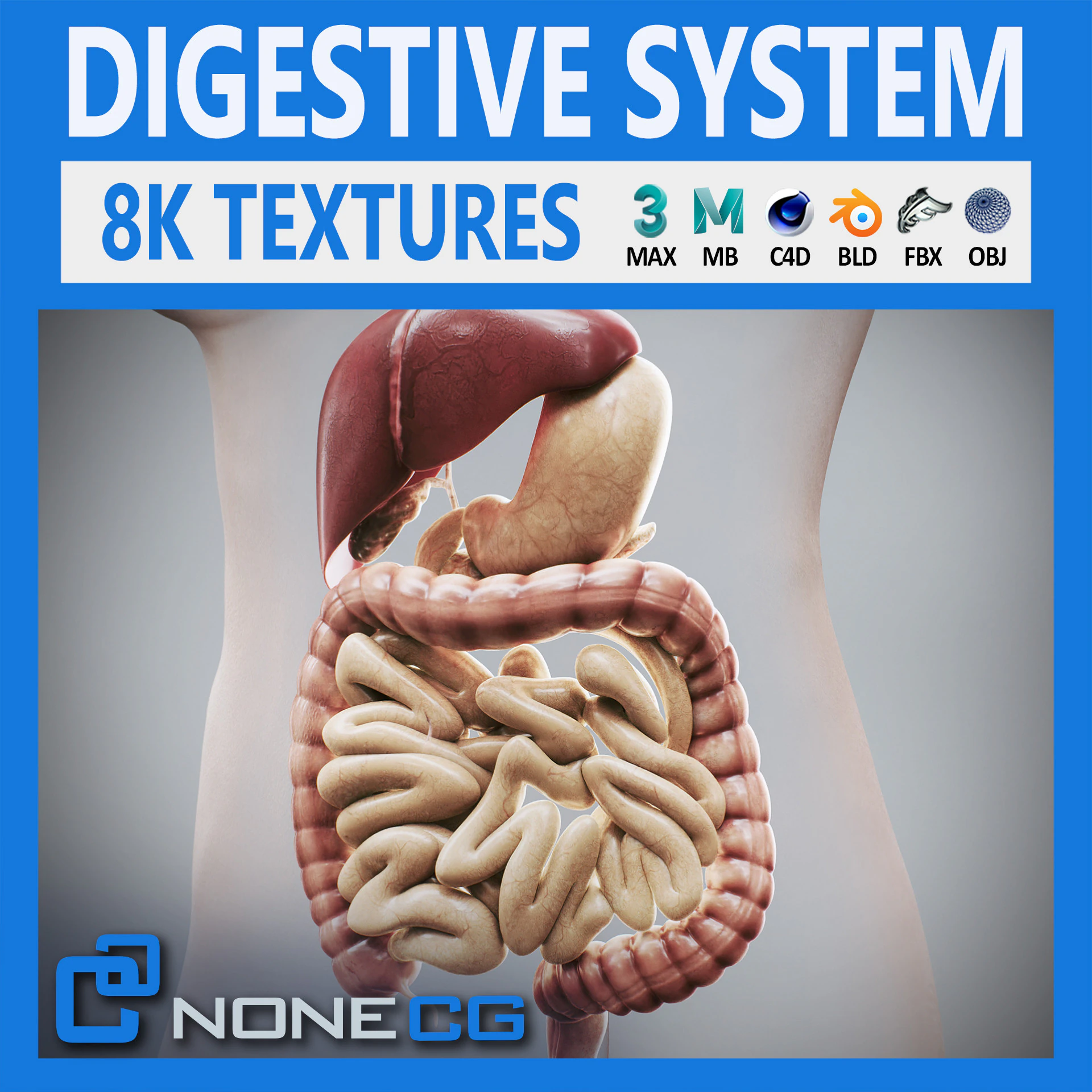 Human Female Digestive Anatomy 3D Model .c4d .max .obj .3ds .fbx .stl .blend 