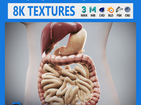 Human Female Digestive Anatomy 3D 模型