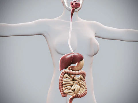 Human Female Digestive Anatomy 3D Model