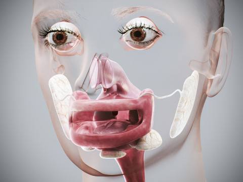 Human Female Digestive Anatomy Modelo 3D