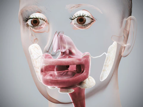Human Female Digestive Anatomy 3D Model