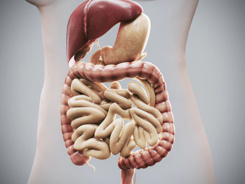 Human Female Digestive Anatomy 3D Model
