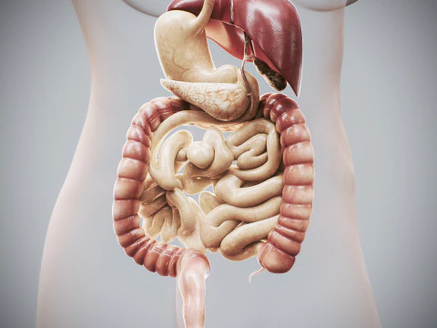 Human Female Digestive Anatomy 3D Model