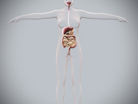Human Female Digestive Anatomy Modelo 3D