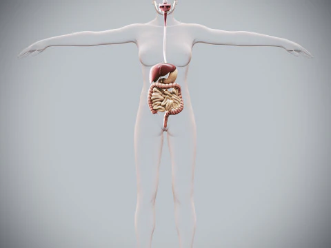 Human Female Digestive Anatomy 3D Model