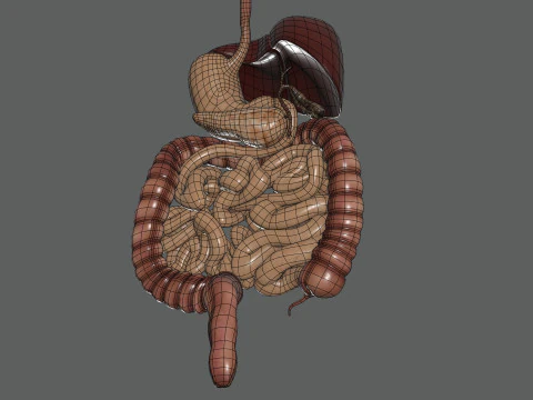 Human Female Digestive Anatomy 3D Model